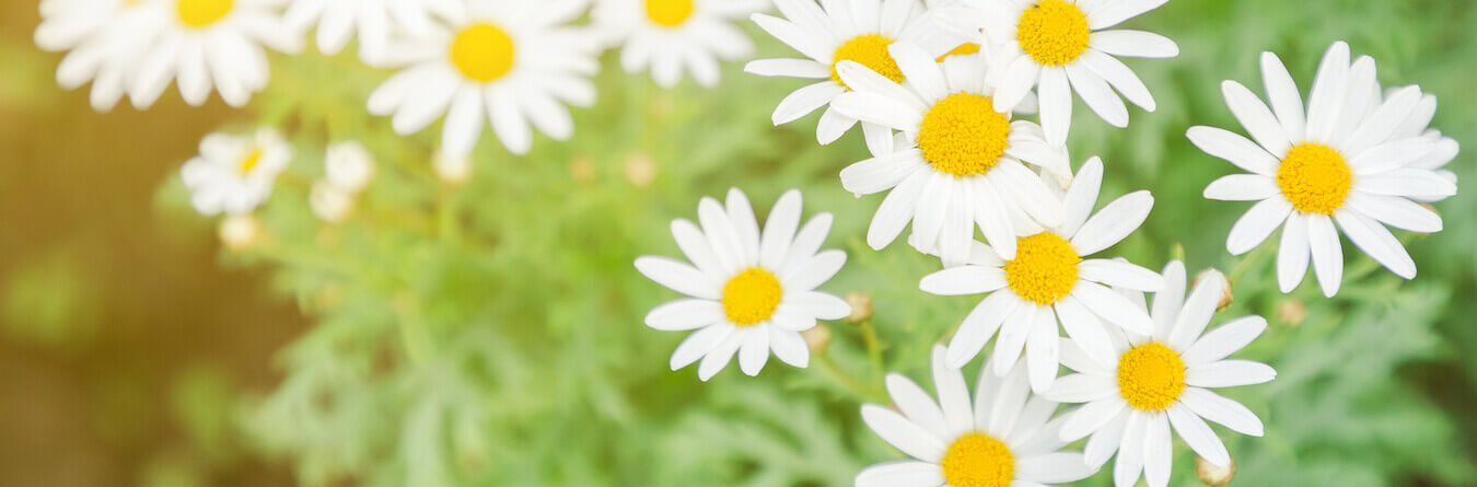 White daisy flower.
